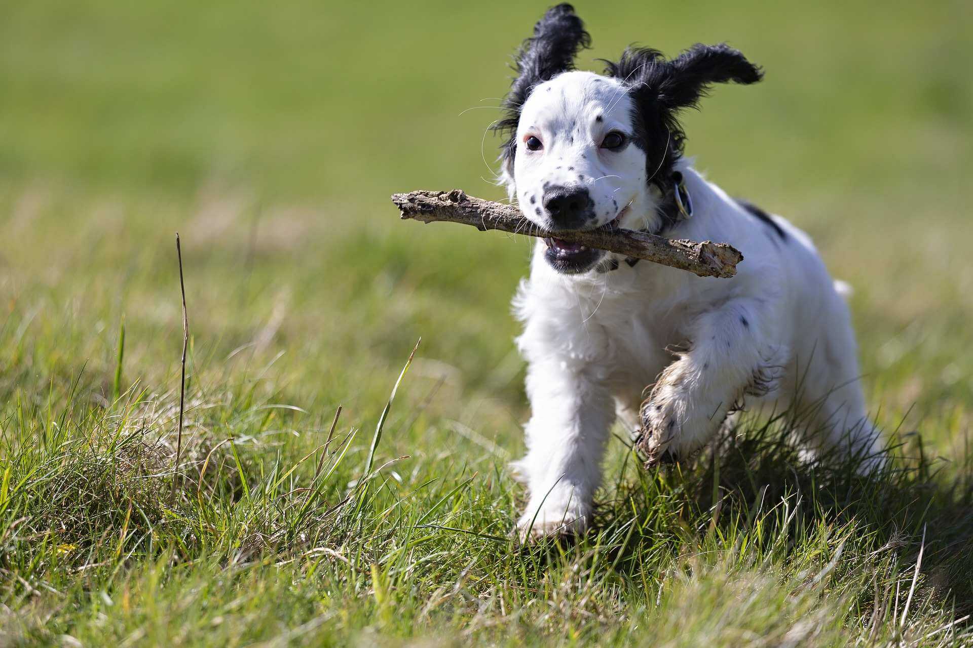 Dog running with stick in park